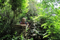 essaim du 7 mai 2011 006