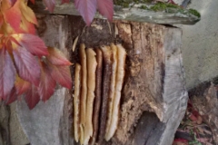 IMG_20171017_170525_hdr